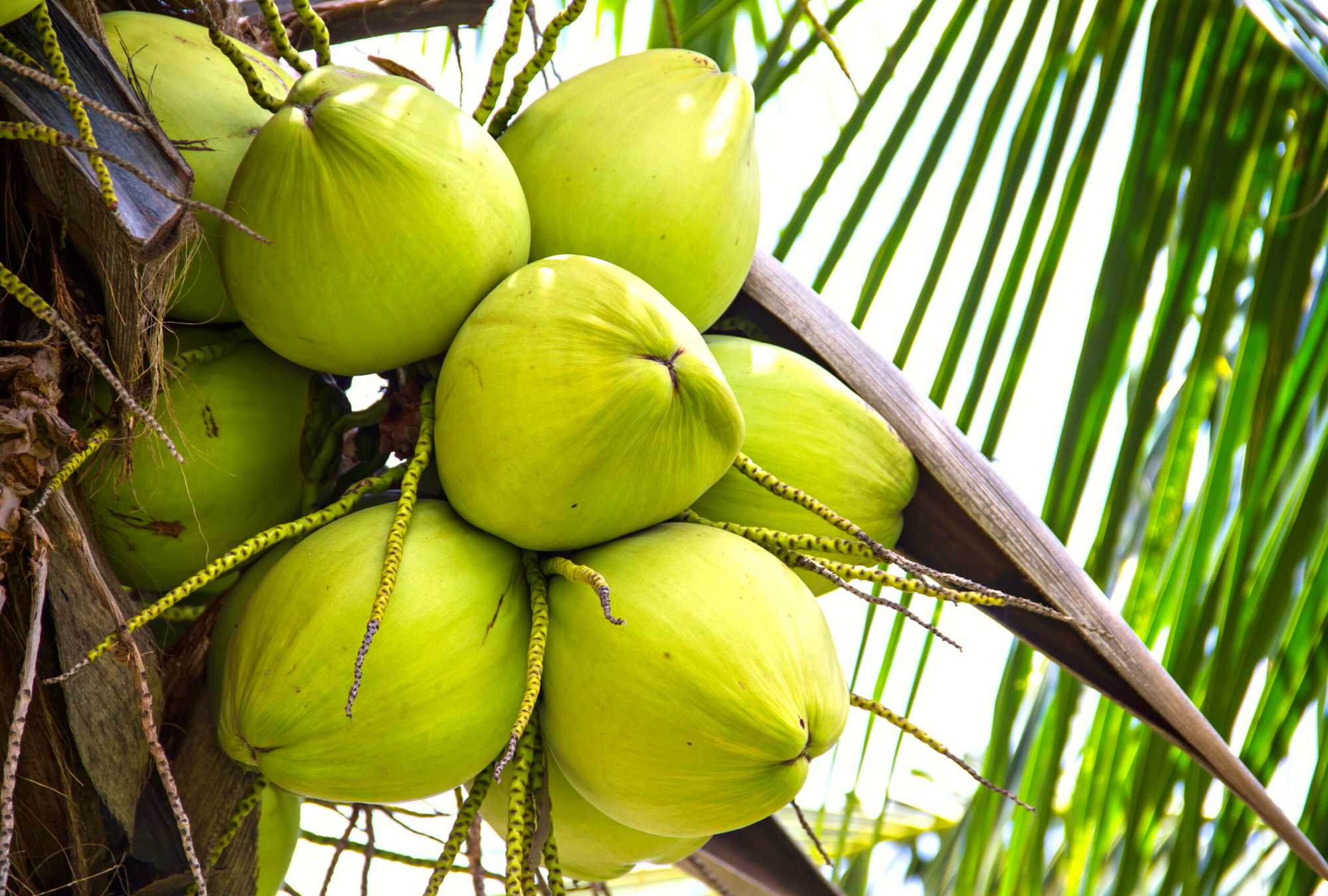 Food Processors Fiji Batiri Farm